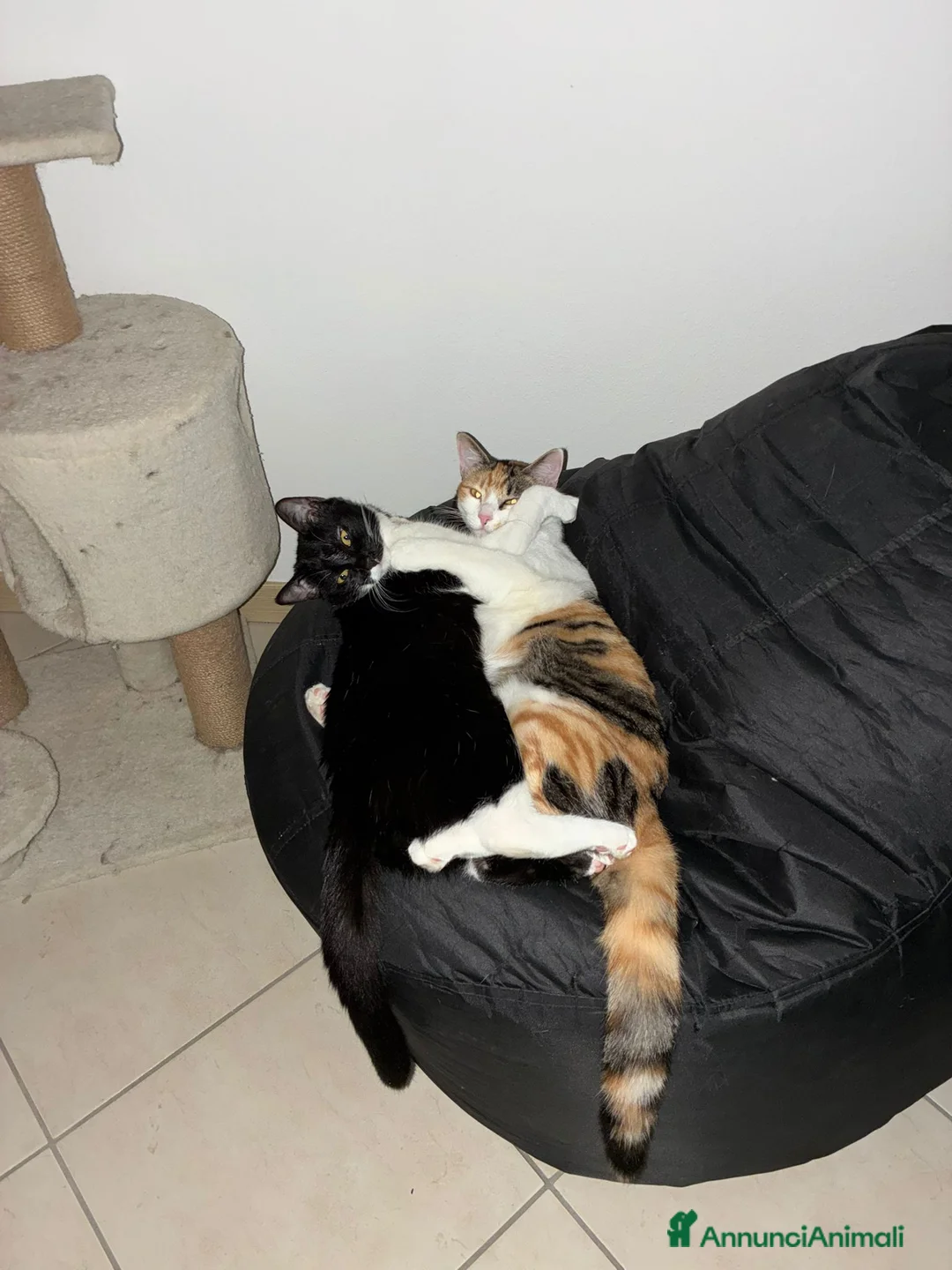 Europeo gatti in regalo: REA E KINDA - Annuncio 2