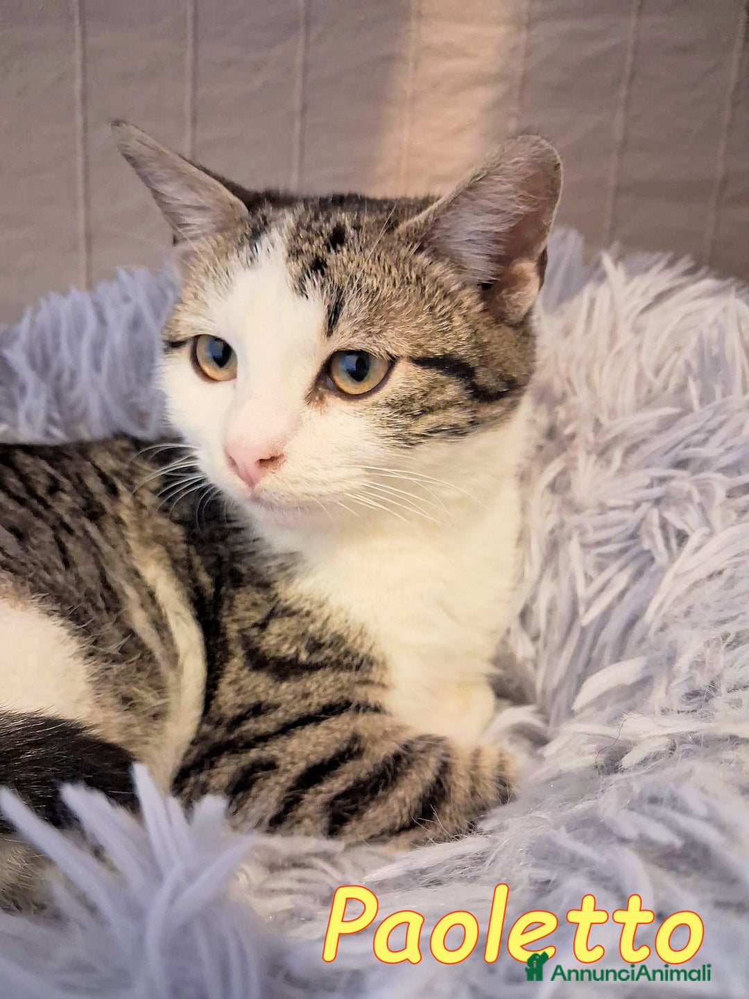 Europeo gatti in regalo: PAOLETTO 💔 ADOZIONE URGENTE - Annuncio 2