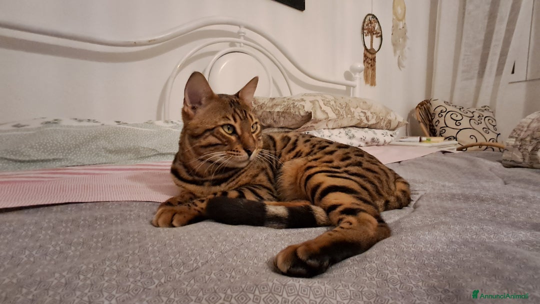 Bengala gatti in vendita: Bengala cucciolo maschio  - Annuncio 5