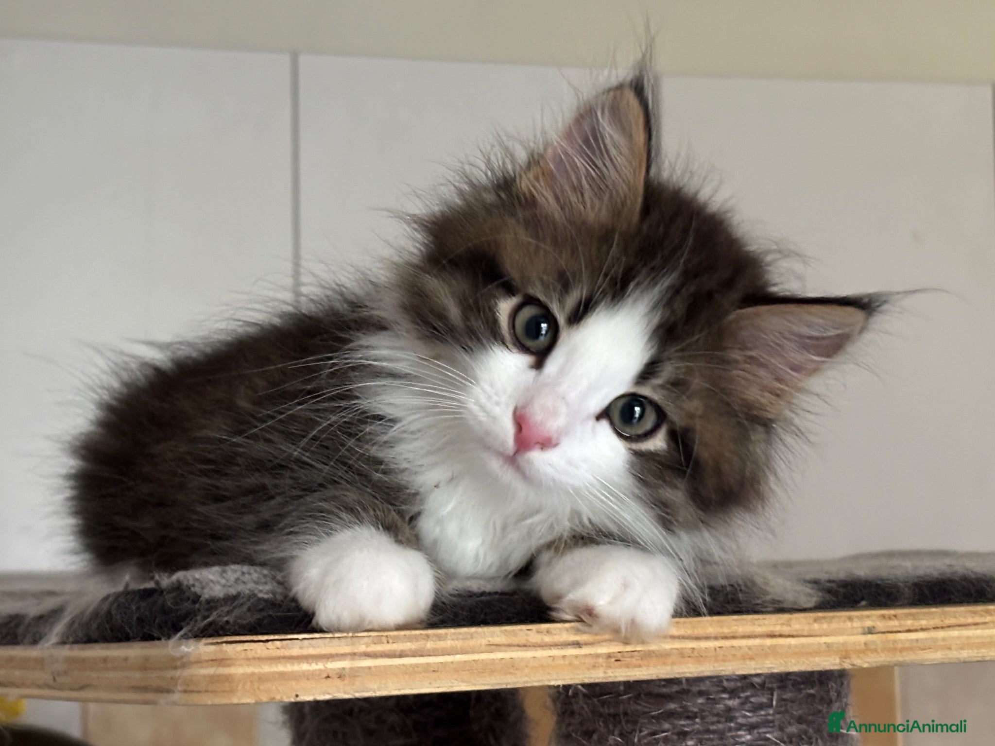 Siberiano gatti Gattino siberiano ipoallergenico - Annuncio 2