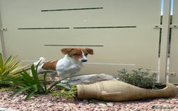 Jack Russell cani per accoppiamento: Jack Russell disponibile per monta  a Provincia di Brescia - Immagine 1
