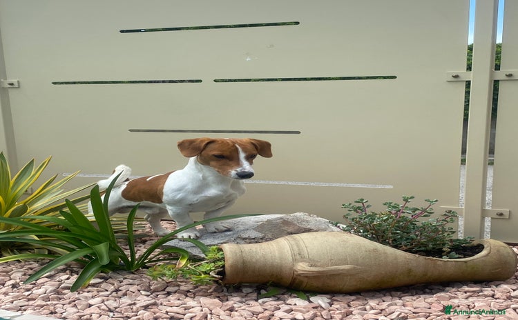 Jack Russell cani a Provincia di Brescia - Annuncio 12