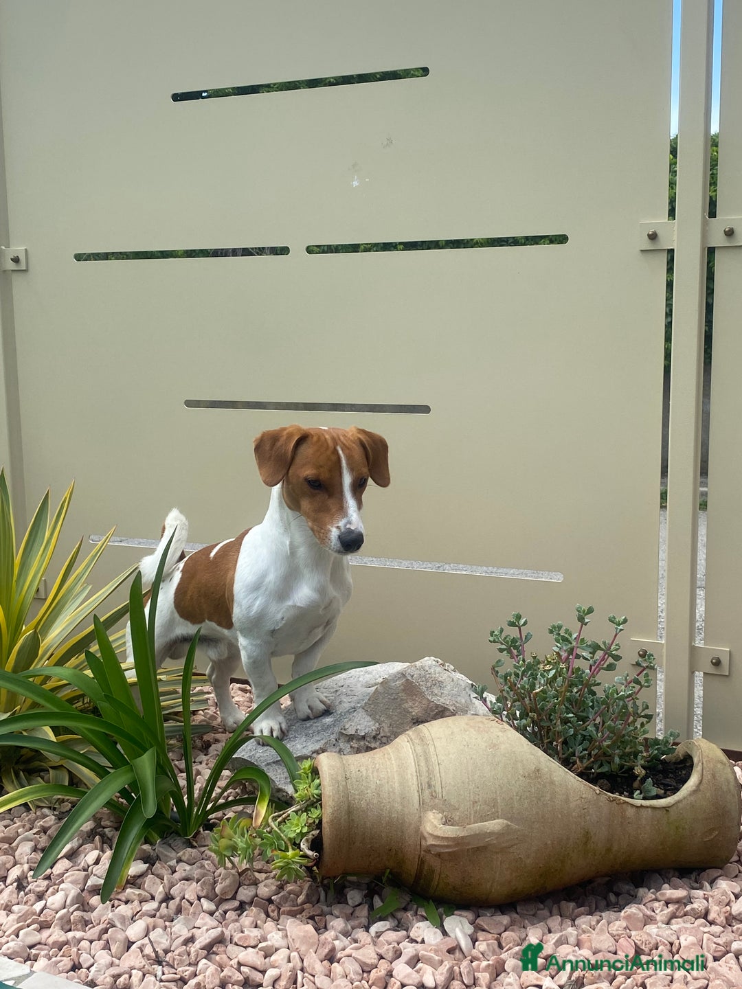Jack Russell cani per accoppiamento: Jack Russell disponibile per monta  a Provincia di Brescia - Immagine 1