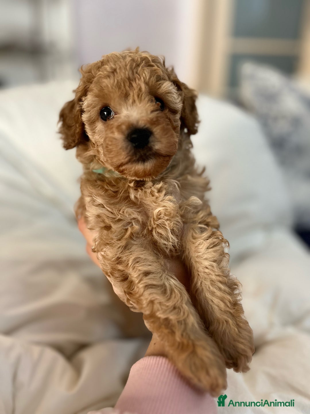 Barboncino cani in vendita: Barboncini fulvi toy e nani con Pedigree - Annuncio 11