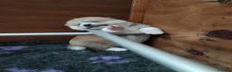 Akita Inu cani in vendita: CUCCIOLI DI AKITA Lombardia - Annuncio 8