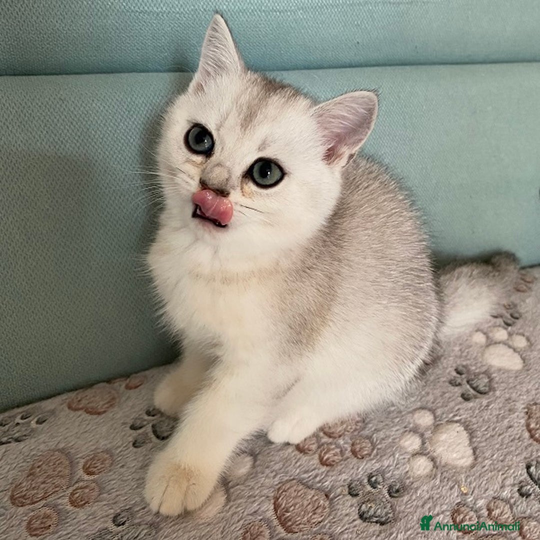 Scottish gatti in vendita: Cuccioli Scottish Fold e Straight a Villafranca di Verona - Immagine 3