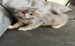 British gatti in vendita: British Short Hair and Scottish fold  a Provincia di Verona - Immagine 6