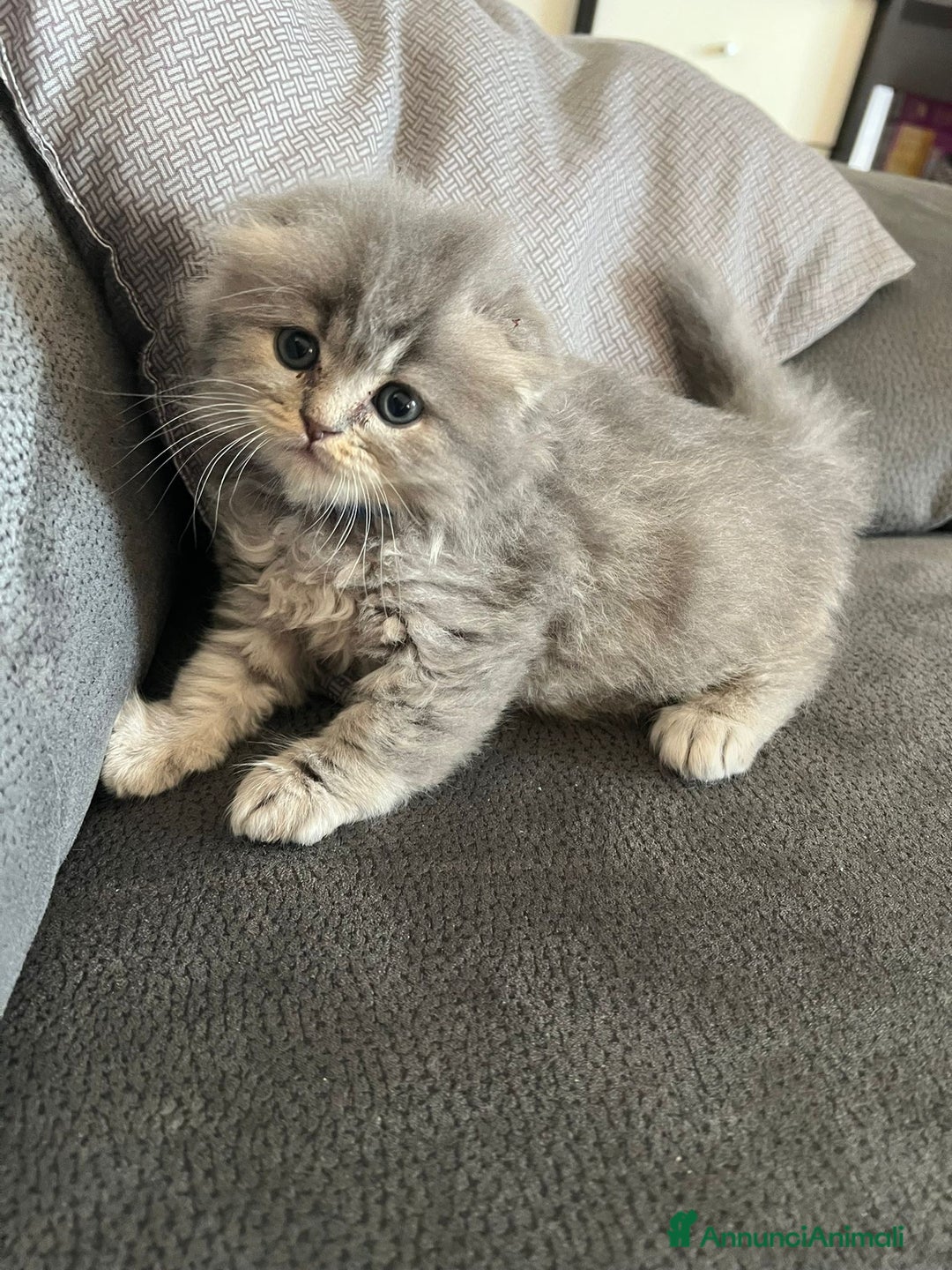 British gatti in vendita: British Short Hair and Scottish fold  a Provincia di Verona - Immagine 6