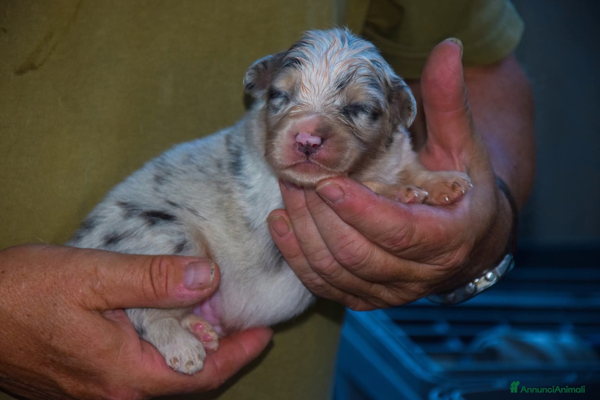 Australian Shepherd cani Cuccioli di pastore australiano  - Annuncio 9