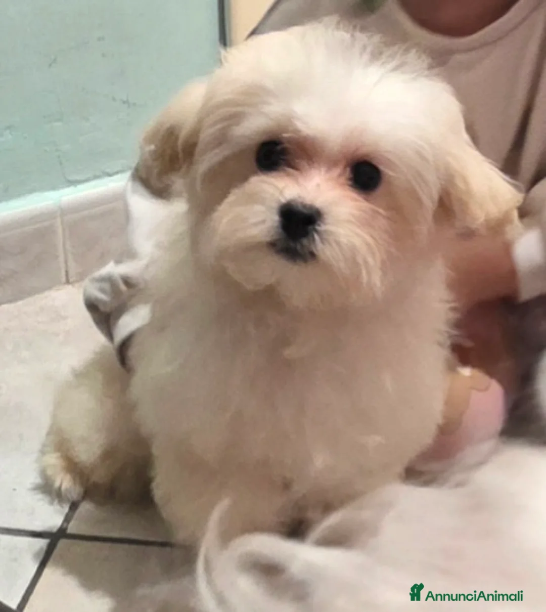 Meticcio cani in vendita: Maltipoo  - Annuncio 8