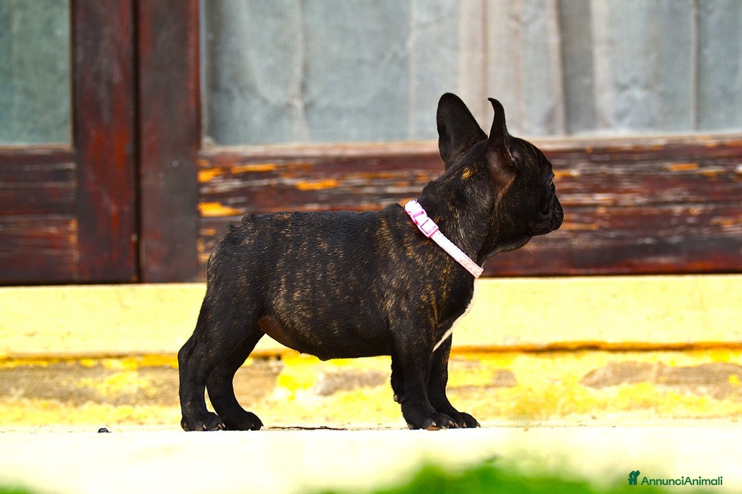 Bulldog Francese cani in vendita: Femmina Bringee  - Annuncio 2