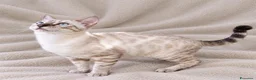 Bengala gatti in vendita: Gatto Bengala  a Provincia di Ascoli Piceno - Annuncio 3