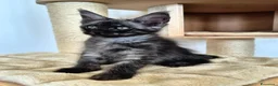 Maine Coon gatti in vendita: Cuccioli MCO di alta genealogia. - Annuncio 22