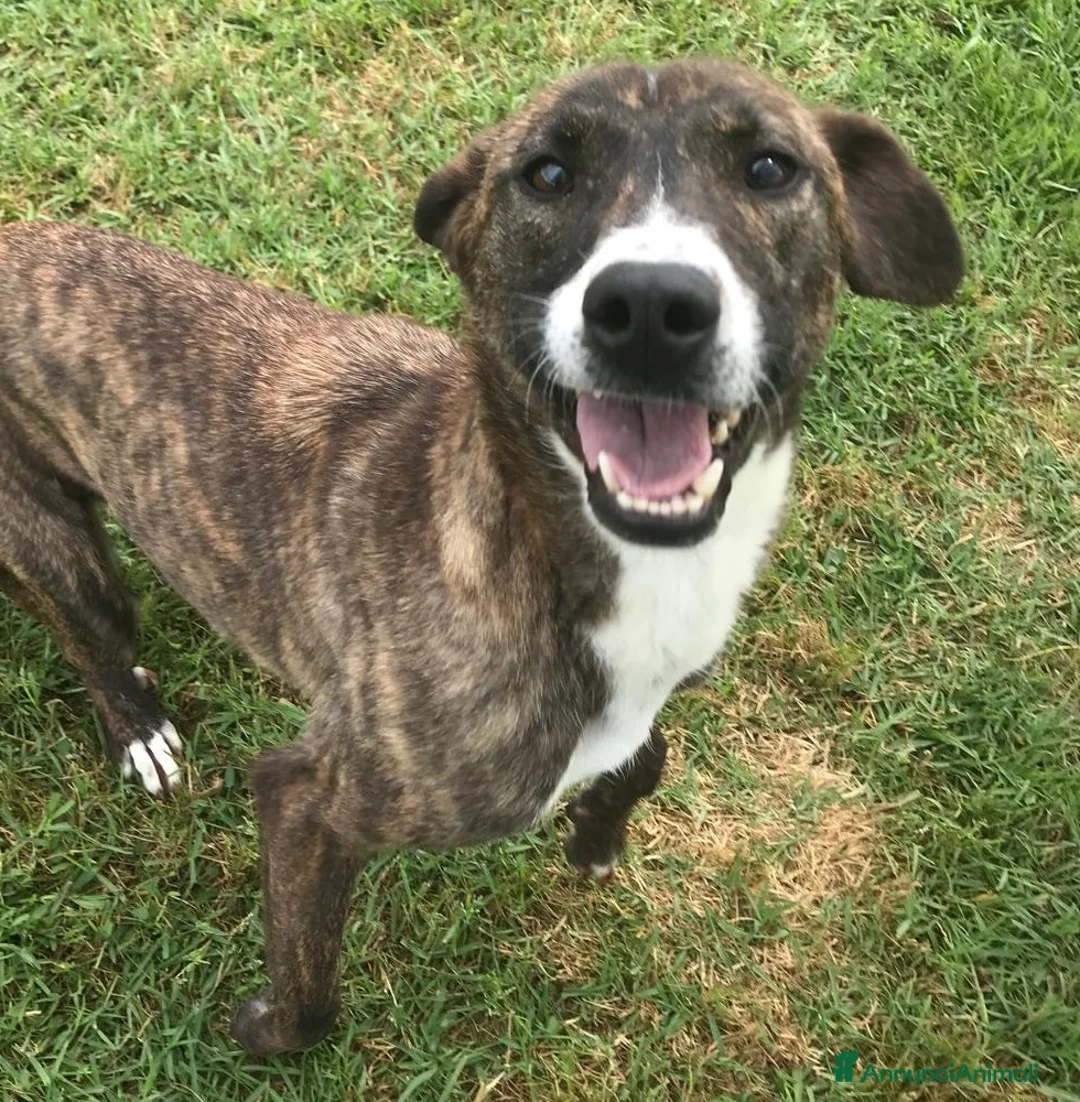 Meticcio cani in regalo: Zoom, la cagnolina più simpatica del canile  - Annuncio 4
