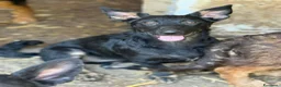 Meticcio cani in regalo: EMA, la cucciola più dolce (e nanetta) di tutti! - Annuncio 6