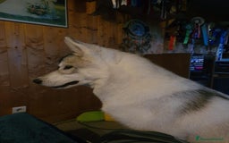 Husky cani per accoppiamento: Splendido Siberian Husky per accoppiamento a Provincia di Cuneo - Immagine 6