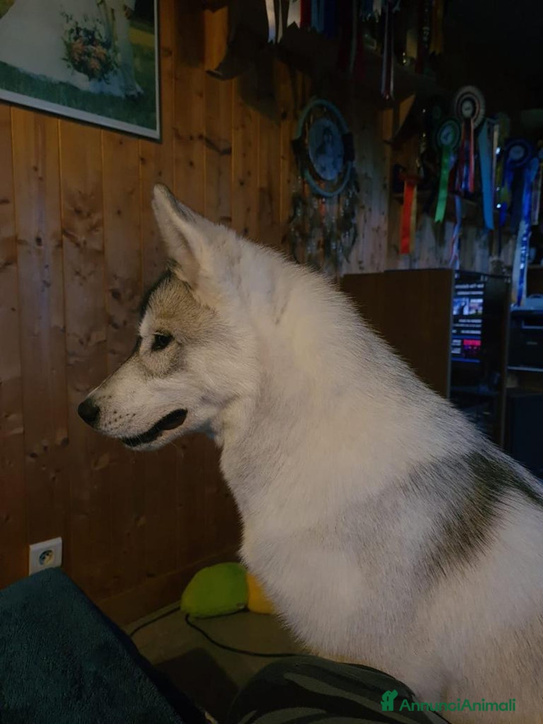 Husky cani per accoppiamento: Splendido Siberian Husky per accoppiamento a Provincia di Cuneo - Immagine 6