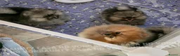Volpino Pomerania cani in vendita: Cuccioli di Pomerania con Pedigree - Annuncio 1