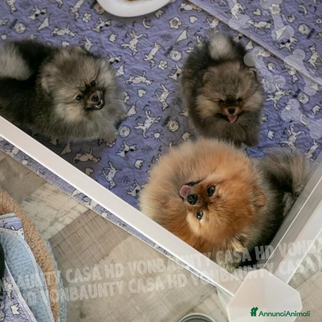 Volpino Pomerania cani in vendita: Cuccioli di Pomerania con Pedigree - Annuncio 1