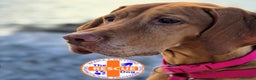 Vizsla cani in vendita: Disponibili ultimi maschietti Vizsla stupendi - Annuncio 6