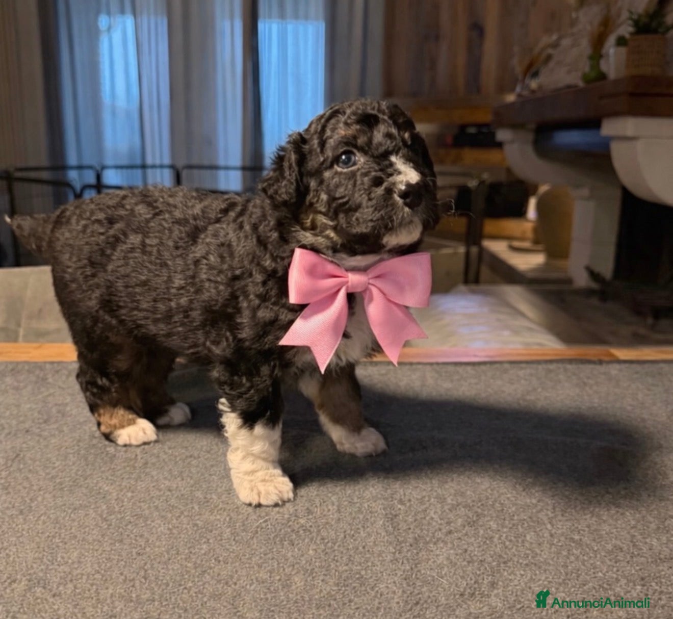 Australian Shepherd cani Cuccioli pastore australiano  - Annuncio 1