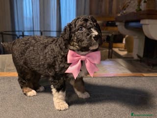 Australian Shepherd cani Cuccioli pastore australiano - Annuncio 1