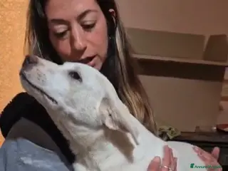 Meticcio cani Doria - Annuncio 36