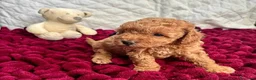 Barboncino Toy cani in vendita: Cuccioli Toy Poodle da Genitori Red e Phantom - Annuncio 5