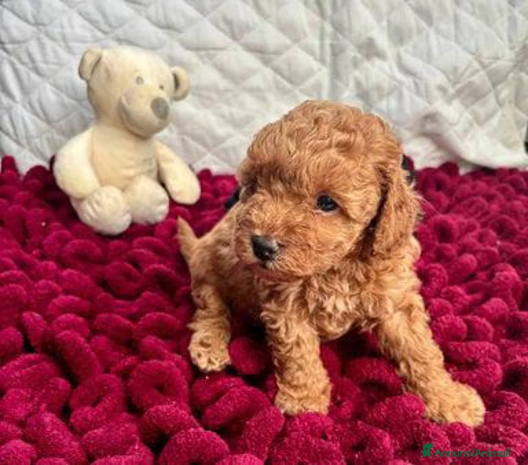 Barboncino Toy cani in vendita: Cuccioli Toy Poodle da Genitori Red e Phantom - Annuncio 5