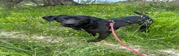Meticcio cani in regalo: Roby meraviglioso giovanotto simil Labrador - Annuncio 6