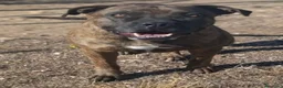 Meticcio cani in regalo: Luce fantastica molosso - Annuncio 2