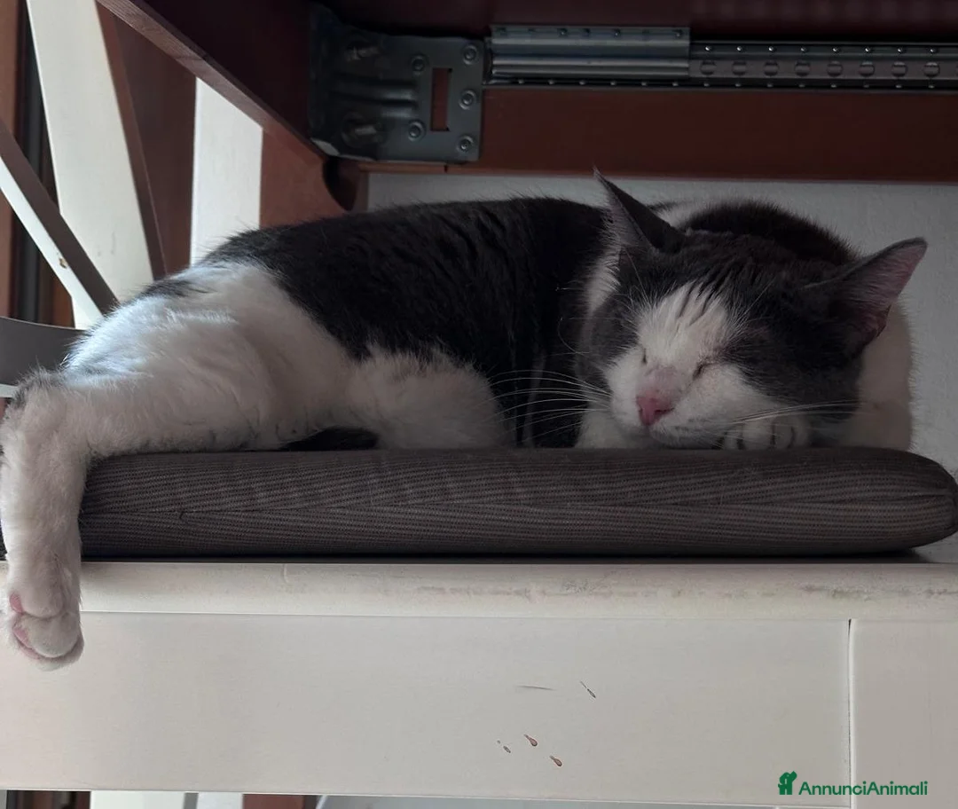 Europeo gatti in regalo: WEINE e UANA, dolci gatti in adozione! - Annuncio 3