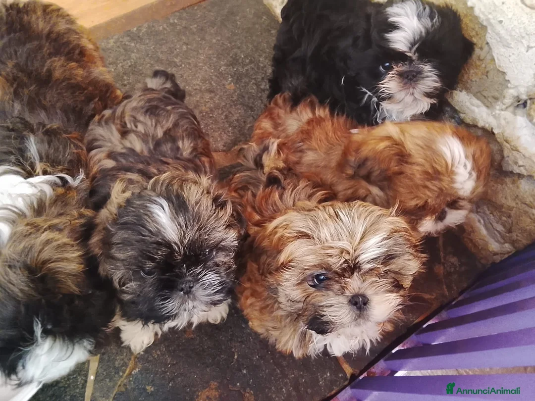 Shih Tzu cani in vendita: Splendidi cuccioli di Shitzu  - Annuncio 15