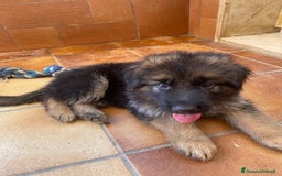 Pastore Tedesco cani in vendita: Cuccioli di pastore tedesco a Provincia di Brindisi - Immagine 2