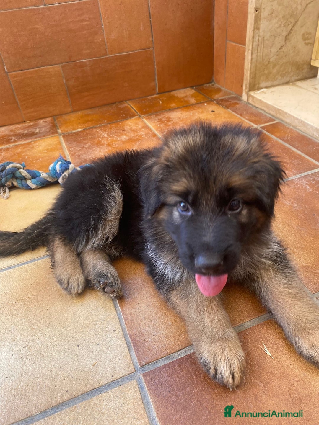 Pastore Tedesco cani in vendita: Cuccioli di pastore tedesco a Provincia di Brindisi - Immagine 2