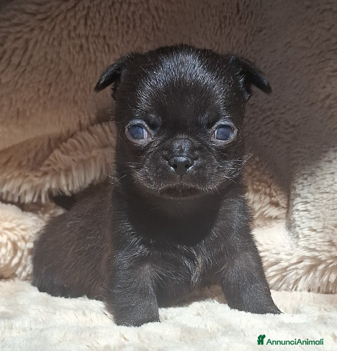 Chihuahua cani in vendita: Chihuahua minuscolo  - Annuncio 2