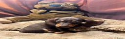 Bassotto cani in vendita: Cuccioli bassotti tedesco kaninchen e nano - Annuncio 5