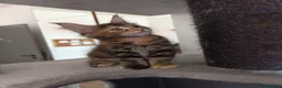Maine Coon gatti in vendita: Splendida cucciola tortie  - Annuncio 4