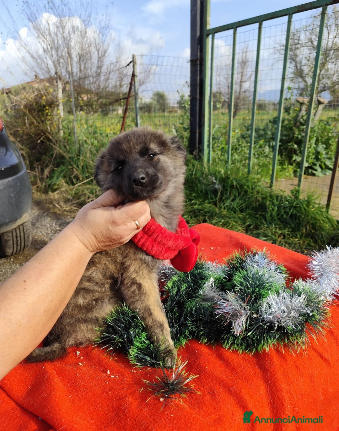 Meticcio cani in regalo: GEORGI cucciola 3 mesi taglia piccola - Annuncio 14