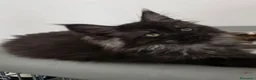 Maine Coon gatti in vendita: Maine coon black  maschio xl - Annuncio 7