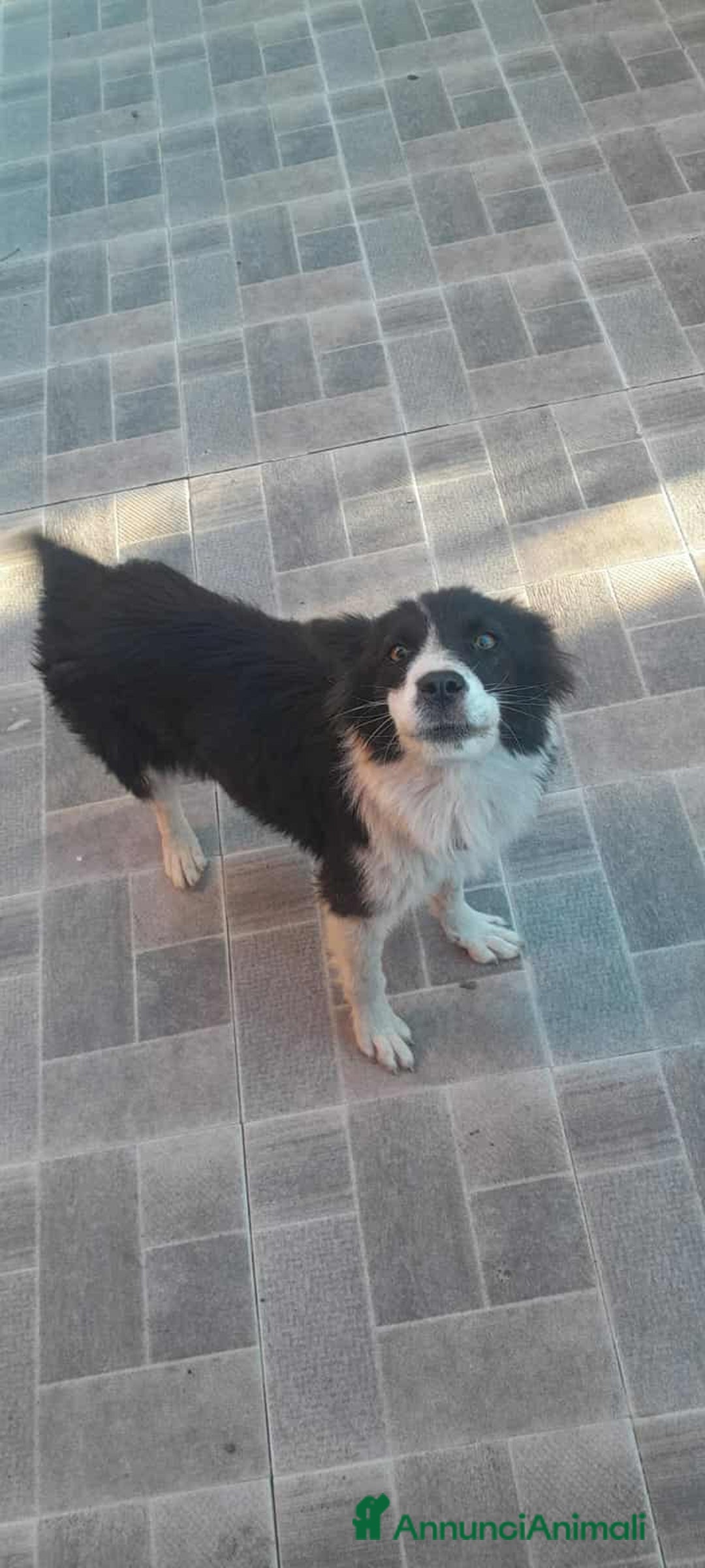 Meticcio cani in regalo: dolce priscilla in regalo - Annuncio 3