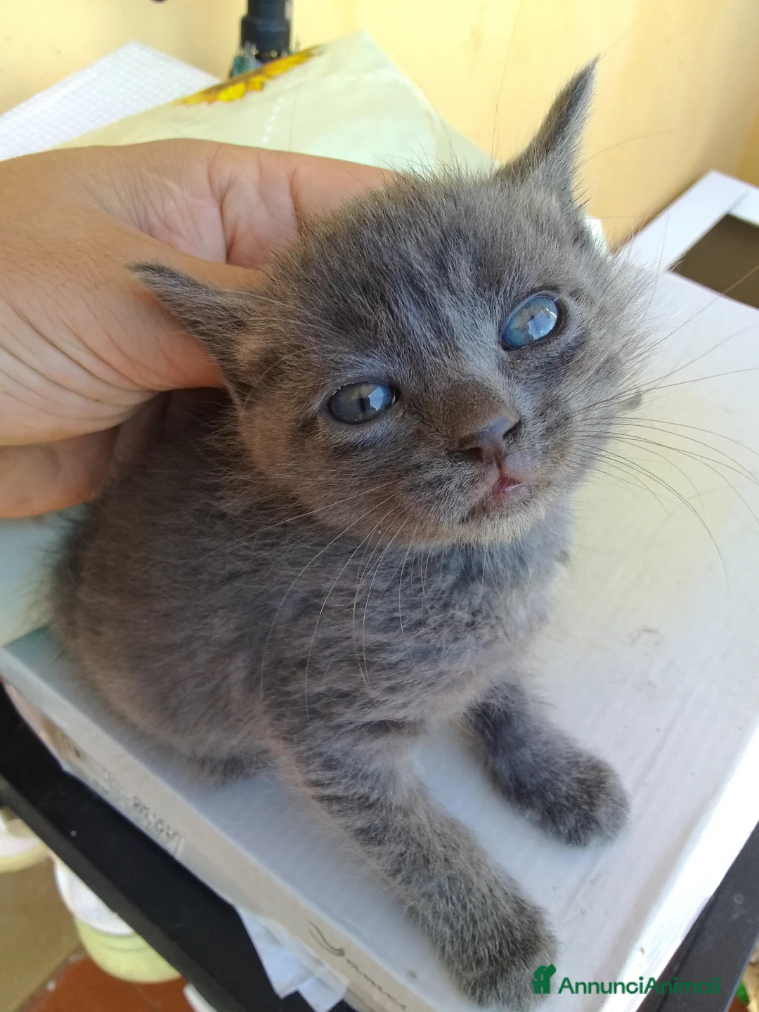 Europeo gatti in regalo: Gattini cercano casa a Provincia di Pisa - Annuncio 1
