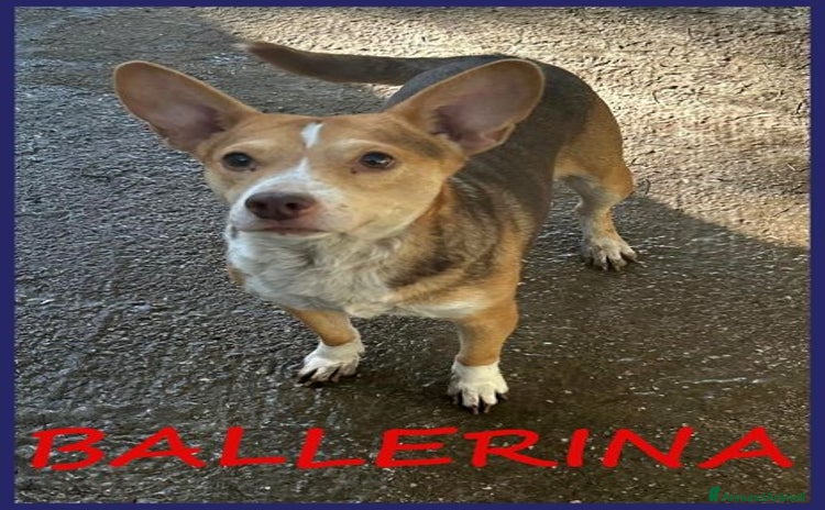 Meticcio cani a Città metropolitana di Milano - Annuncio 1