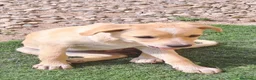 Meticcio cani in regalo: Mirtilla  a Provincia di Crotone - Annuncio 5