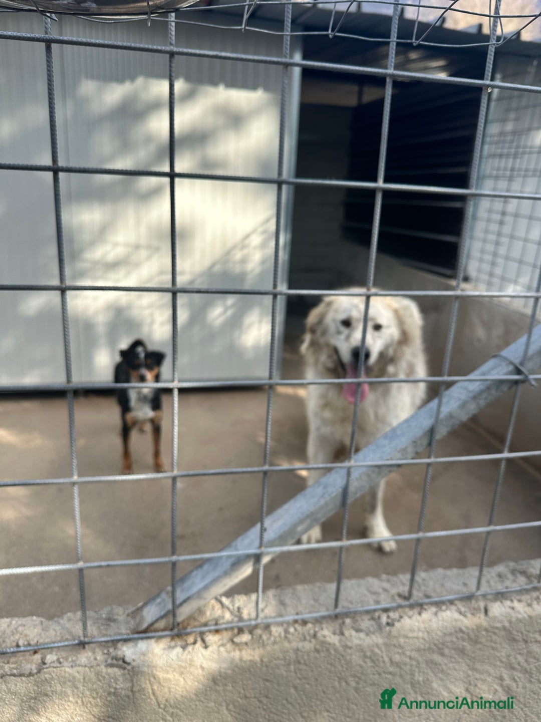 Meticcio cani in regalo: Sansone  - Annuncio 5