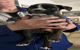 Boxer cani in vendita: boxer cuccioli a Turbigo - Immagine 17