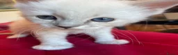 Ragdoll gatti in vendita: Ragdoll maschio - Annuncio 15