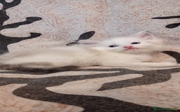 Siberiano gatti in vendita: Siberiano  a Provincia di Varese - Immagine 2