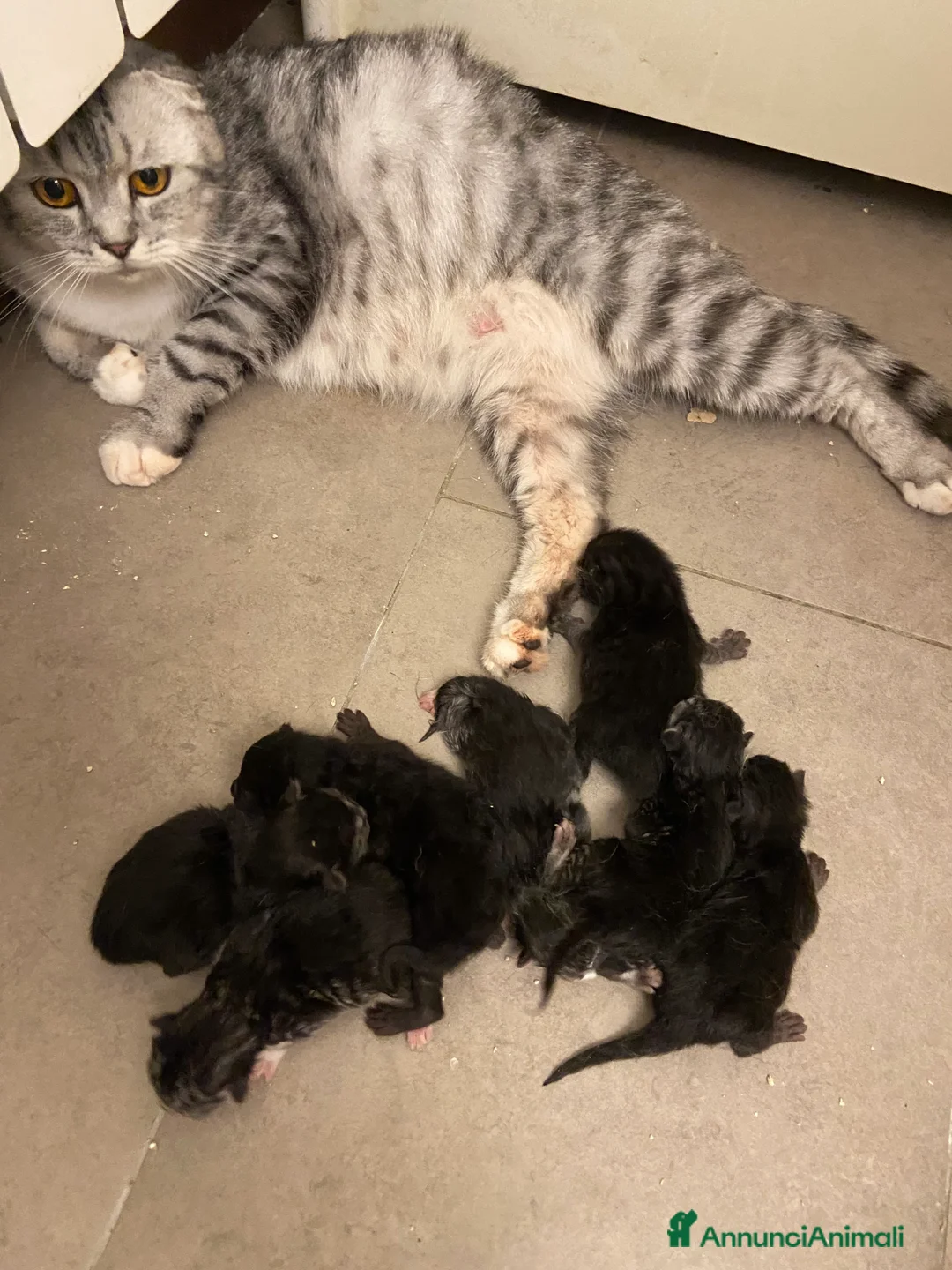 Scottish gatti in vendita: Scottish Highland straight - Annuncio 4