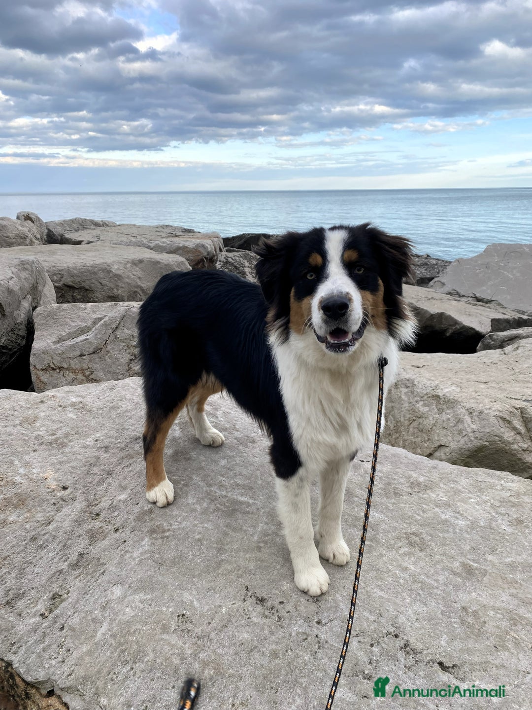 Australian Shepherd cani per accoppiamento: Pastore Australiano black tricolor per monte - Annuncio 3